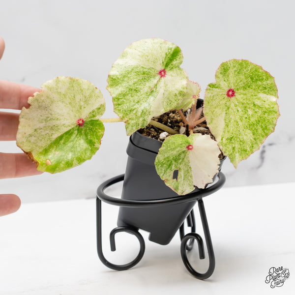 Begonia 'Rouge' variegated (wk51-M)