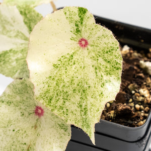 Begonia 'Rouge' Variegated