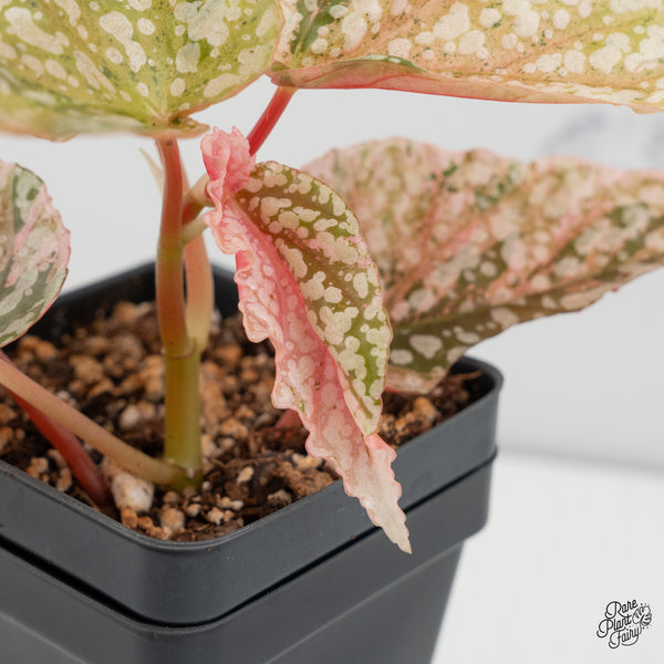 Begonia 'Snow Capped' Variegated (wk50-G)