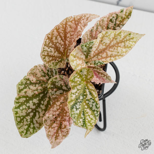 Begonia 'Snow Capped' Variegated (wk50-G)