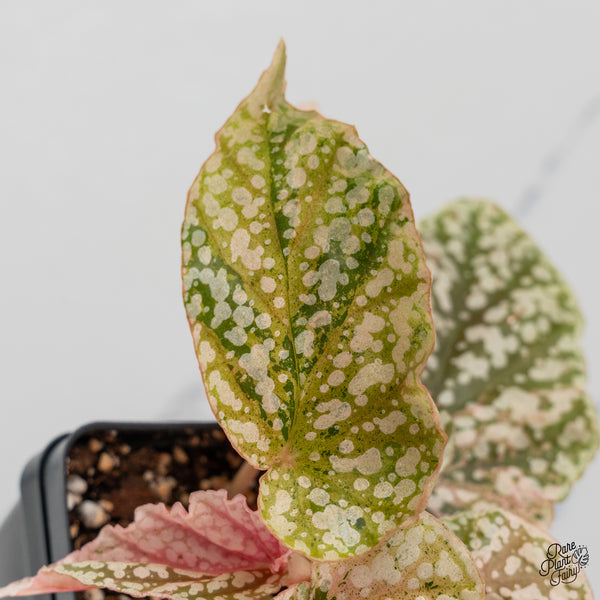 Begonia 'Snow Capped' Variegated (wk50-G)