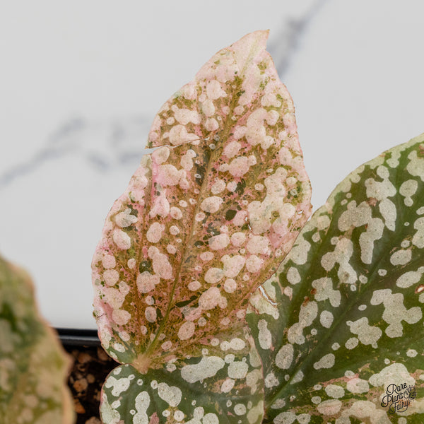 Begonia 'Snow Capped' Variegated (wk50-G)