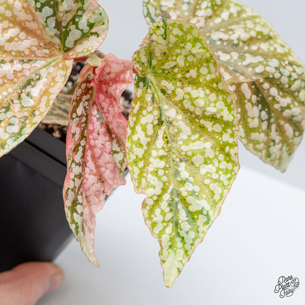 Begonia 'Snow Capped' Variegated (wk51-L)