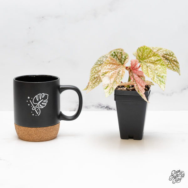 Begonia 'Snow Capped' Variegated (wk51-L)