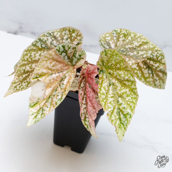 Begonia 'Snow Capped' Variegated (wk51-L)