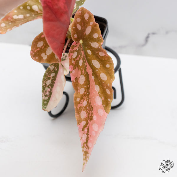 Begonia Maculata Pink Variegated (wk49-J)