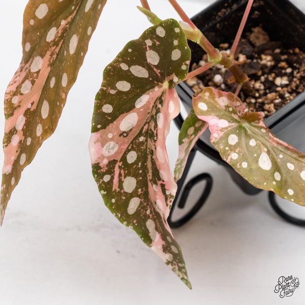 Begonia Maculata Pink Variegated (wk49-J)