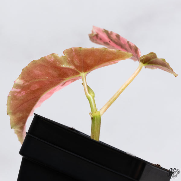 Begonia Maculata Pink Variegated (wk32-A)