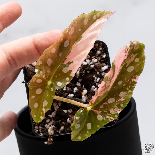 Begonia Maculata Pink Variegated (wk32-A)