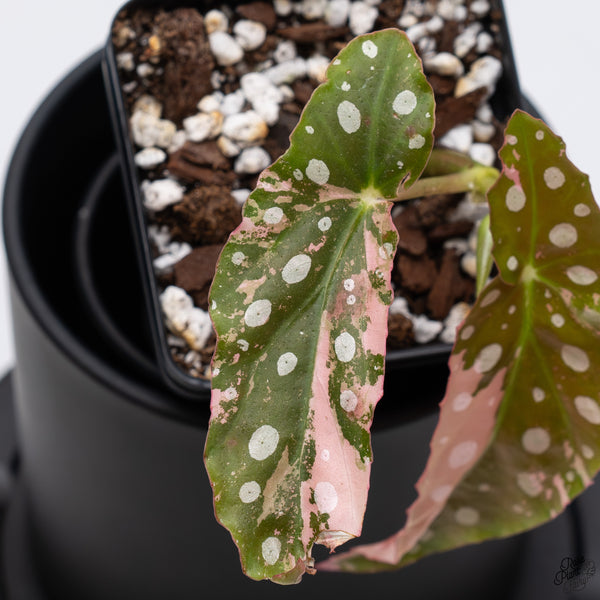 Begonia Maculata Pink Variegated (wk32-A)