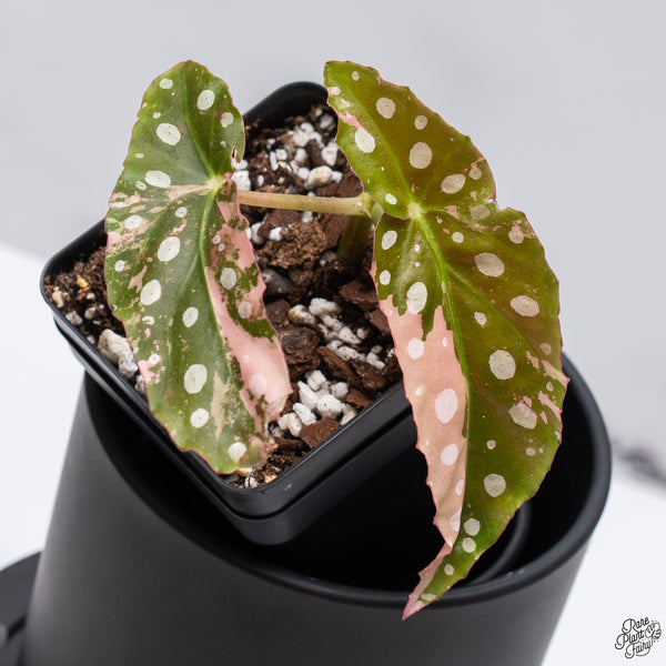 Begonia Maculata Pink Variegated (wk32-A)