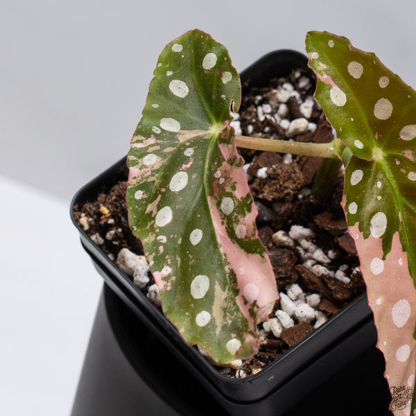Begonia Maculata Pink Variegated (wk32-A)