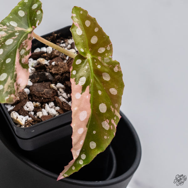 Begonia Maculata Pink Variegated (wk32-A)