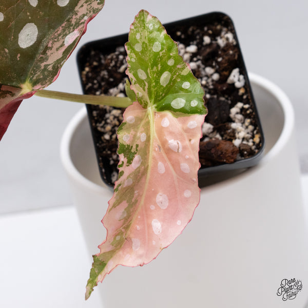Begonia Maculata Pink Variegated (wk35-L)
