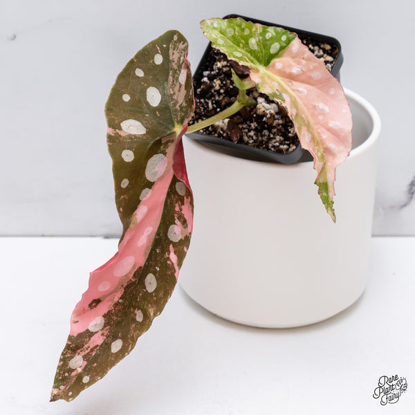 Begonia Maculata Pink Variegated (wk35-L)