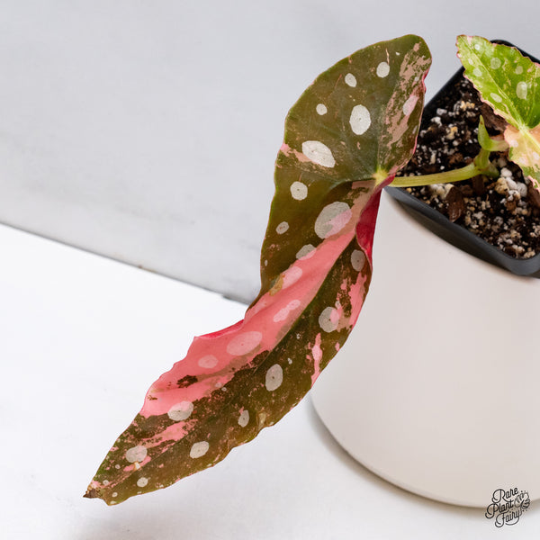 Begonia Maculata Pink Variegated (wk35-L)
