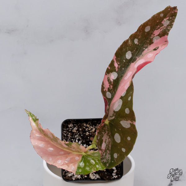 Begonia Maculata Pink Variegated (wk35-L)