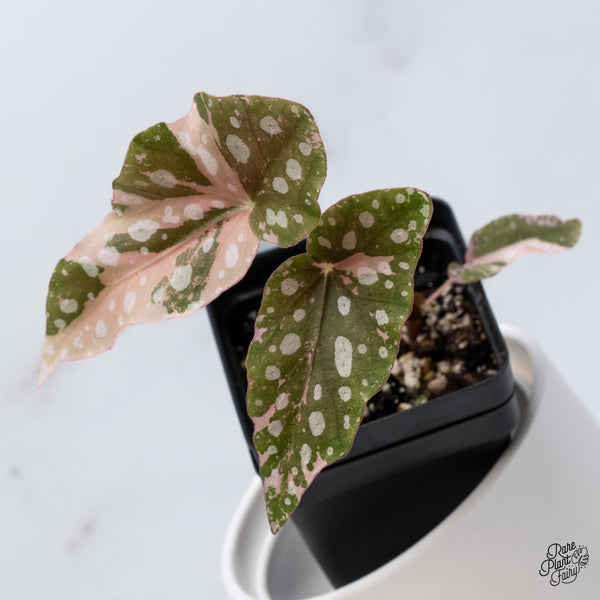 Begonia Maculata Pink Variegated (wk36-C)
