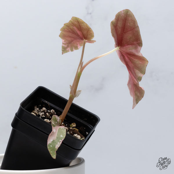 Begonia Maculata Pink Variegated (wk36-C)