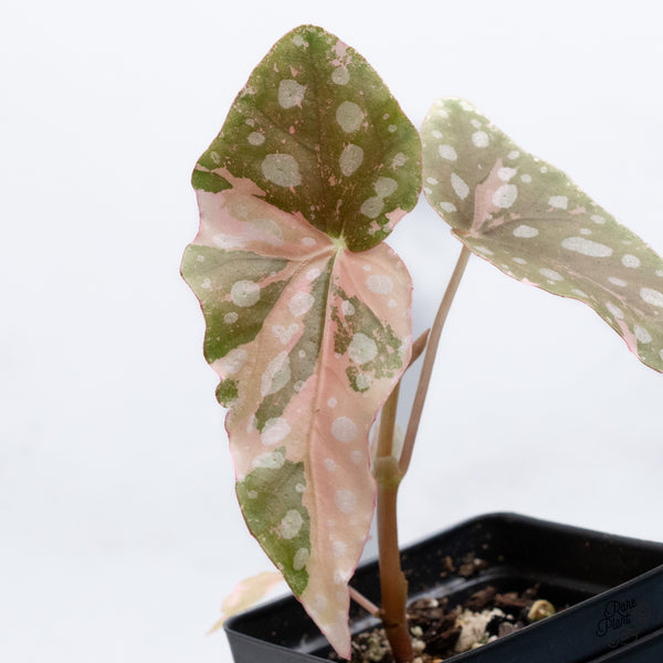 Begonia Maculata Pink Variegated (wk36-C)