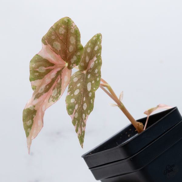 Begonia Maculata Pink Variegated (wk36-C)