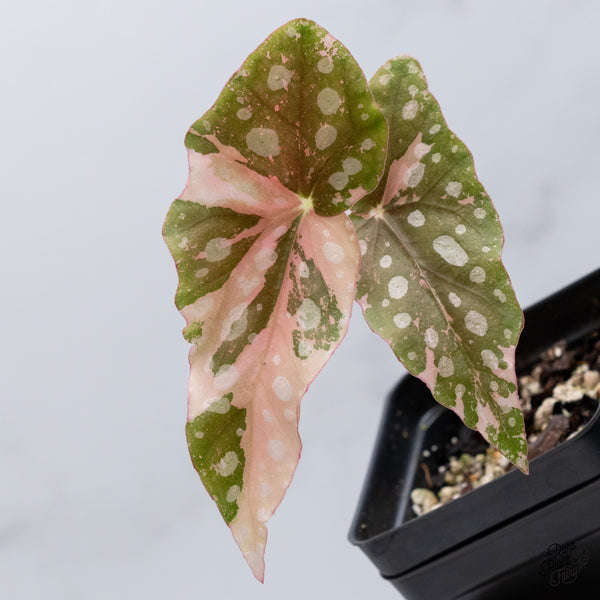 Begonia Maculata Pink Variegated (wk36-C)