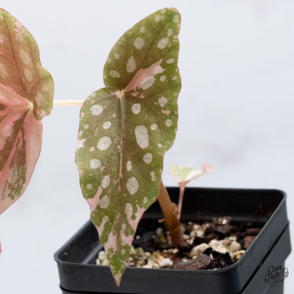 Begonia Maculata Pink Variegated (wk36-C)