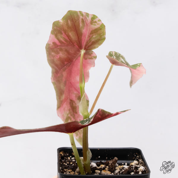 Begonia Maculata Pink Variegated (wk37-D)