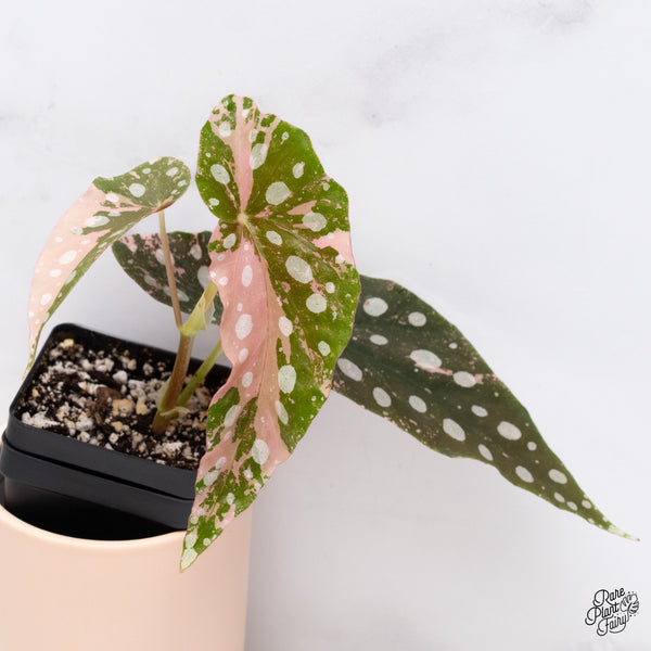 Begonia Maculata Pink Variegated (wk37-D)