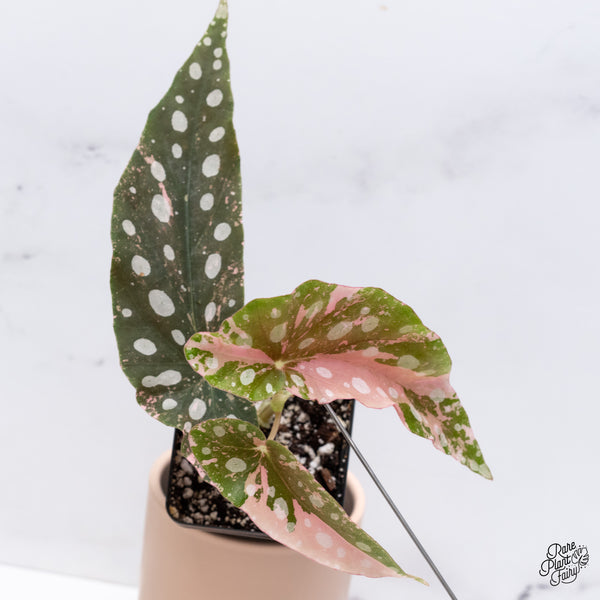 Begonia Maculata Pink Variegated (wk37-D)
