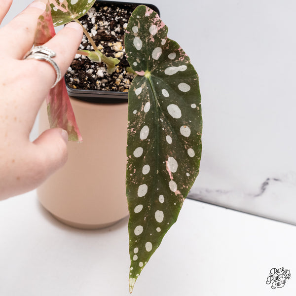 Begonia Maculata Pink Variegated (wk37-D)