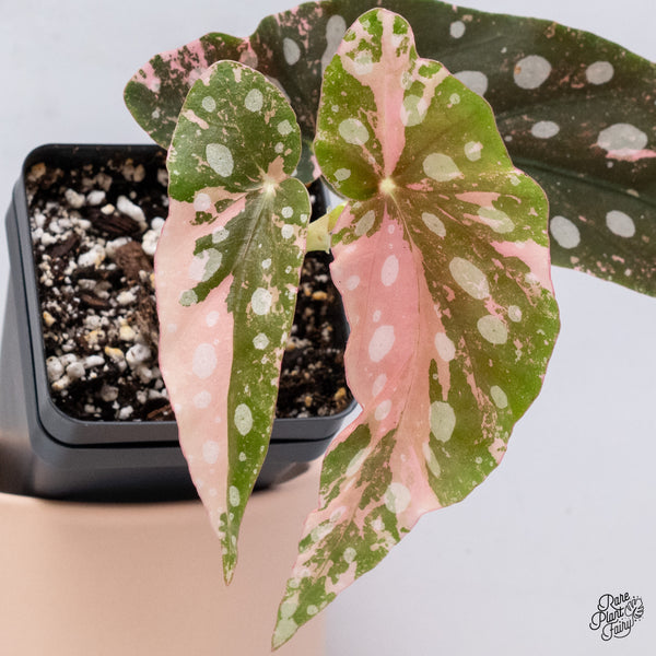 Begonia Maculata Pink Variegated (wk37-D)