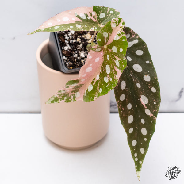 Begonia Maculata Pink Variegated (wk37-D)