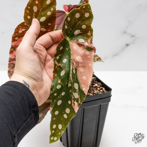 Begonia Maculata Pink Variegated (wk50-UD)
