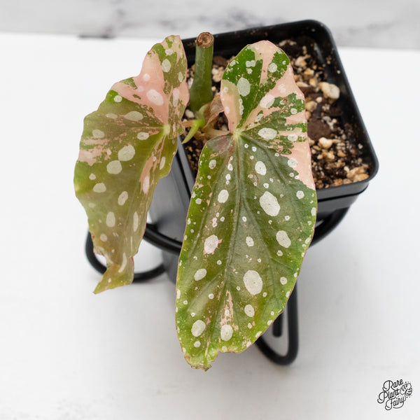 Begonia Maculata Pink variegated (wk51-N)