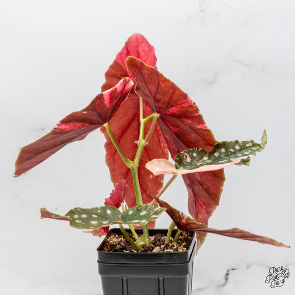 Begonia Maculata Pink Variegated (wk51-UE)