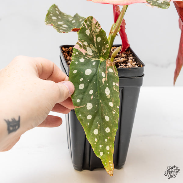 Begonia Maculata Pink Variegated (wk51-UE)