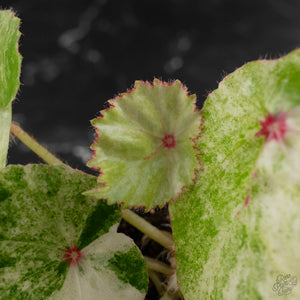 Begonia 'Rouge' Variegated (wk41-L62)