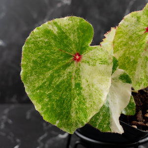Begonia 'Rouge' Variegated (wk41-L62)