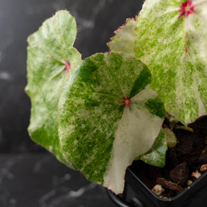 Begonia 'Rouge' Variegated (wk41-L62)