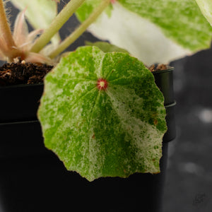 Begonia 'Rouge' Variegated (wk41-L62)