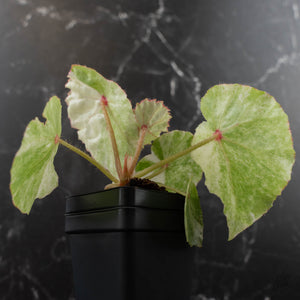 Begonia 'Rouge' Variegated (wk41-L62)