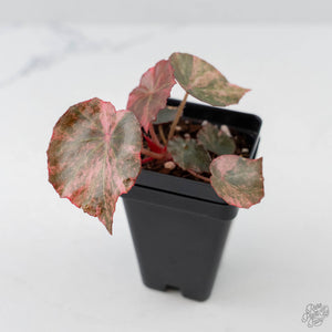 Begonia 'Rouge' Pink Variegated (wk44-U190)