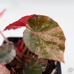 Begonia 'Rouge' Pink Variegated (wk44-U190)