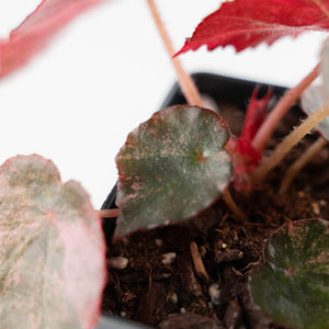 Begonia 'Rouge' Pink Variegated (wk44-U190)