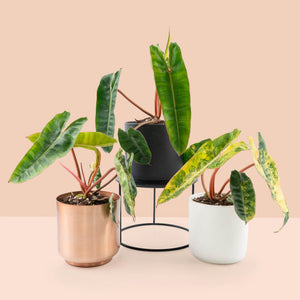 Philodendron billietiae variegated *Grower's Choice*