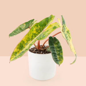 Philodendron billietiae variegated *Grower's Choice*