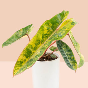Philodendron billietiae variegated *Grower's Choice*
