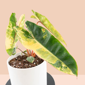 Philodendron billietiae variegated *Grower's Choice*