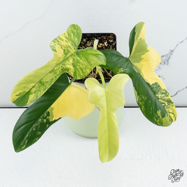 Philodendron Bipennifolium Variegated 'Violin' *Grower's Choice*